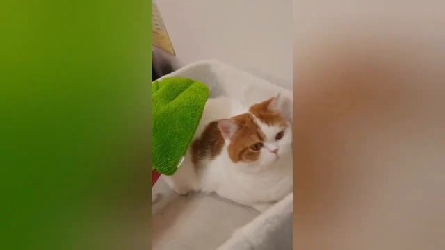 Варежка TWIST - удобно убирать шерсть с мебели и протирать животных смотреть онлайн