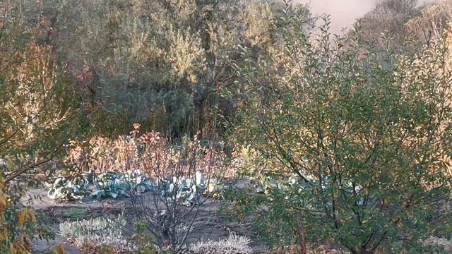 Пожар в селе Шопино, Белгородская область смотреть онлайн