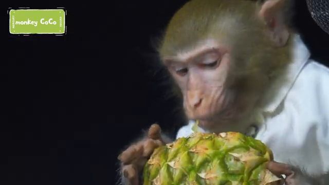 Monkey coco reviews fresh fruits！｜Durian Pineapple Papaya Longan Pear смотреть онлайн