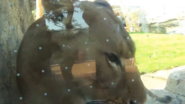New Lions - UP CLOSE - Lincoln Park Zoo - Pepper Family Wildlife Center - Oct 1 2021 Chicago 【4K】