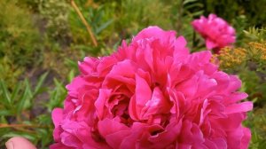 пион Диана Паркс!!!