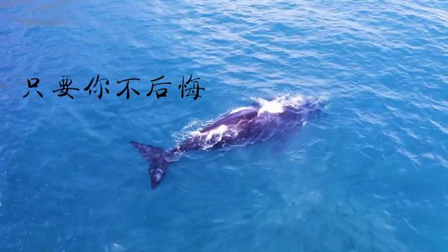 《大鱼》周深—动画电影《大鱼海棠》印象曲| 口琴翻奏Harmonica Cover смотреть онлайн