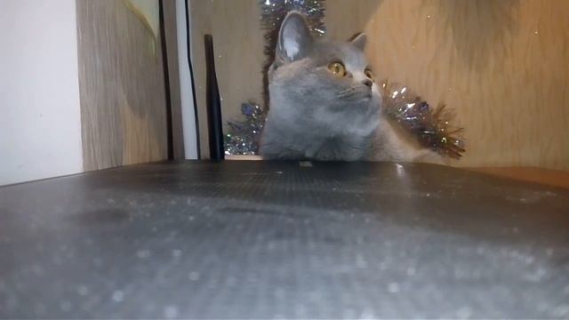 Наблюдение за кошкой! смотреть онлайн