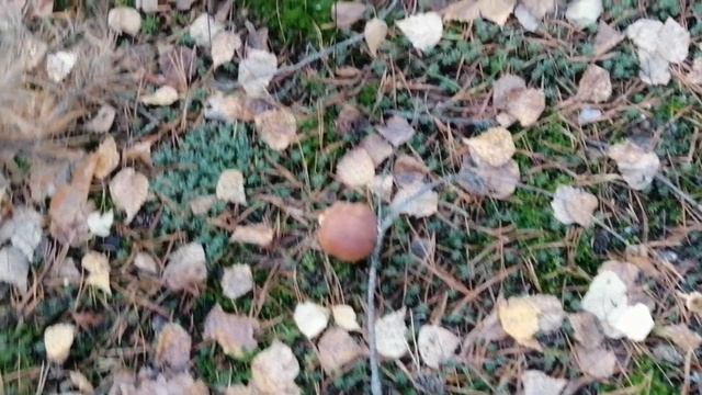 23.10.22 Грибы около Светлых озёр смотреть онлайн