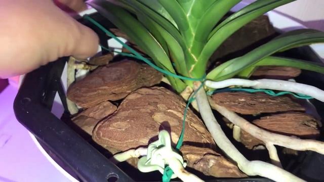 Орхидея Vanda Rhynchostylis coelestis blue April, 12 2021 смотреть онлайн