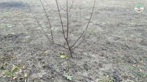 Обрезка сливы 3 года. Сорт Президент. Обрезка сливы весной. Обрезка сливы зимой. Обрезка веретено.