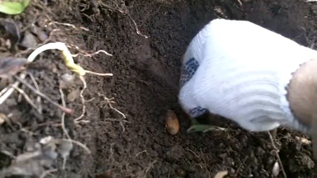 Большой толстеникий нак 26 04 13 смотреть онлайн