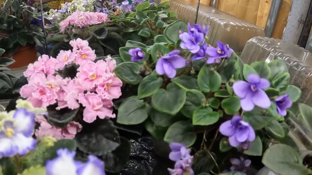 Обзор мини фиалок смотреть онлайн