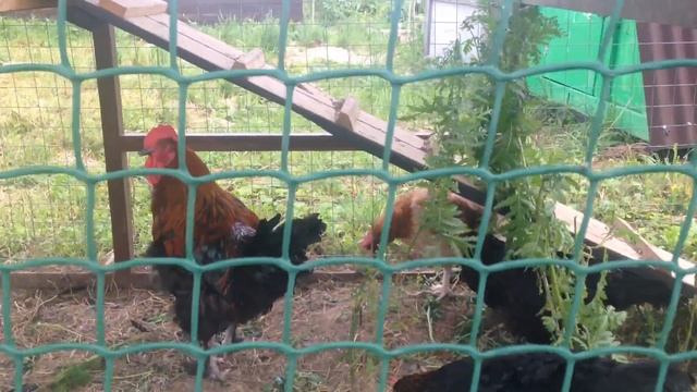 Самая лучшая порода кур- мараны! смотреть онлайн