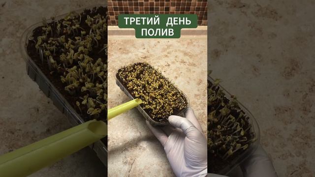 Вырастил за 7 ДНЕЙ