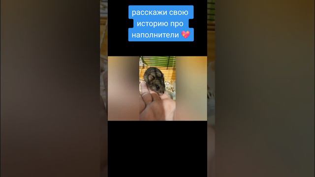 если у тебя есть хомяк тебе нужно это знать !!! . история про мои наполнители смотреть онлайн