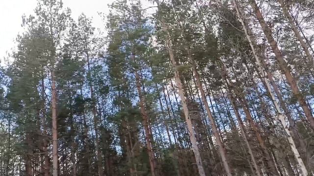 Первое весеннее пение птиц в лесу. Деревня около Гомеля.