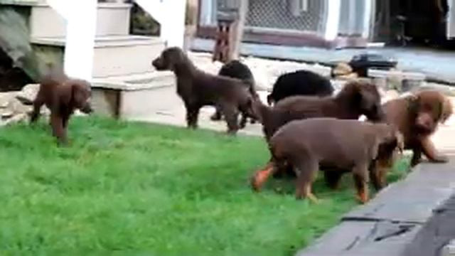 Doberman & Doodleman Pinscher Puppies For Sale смотреть онлайн