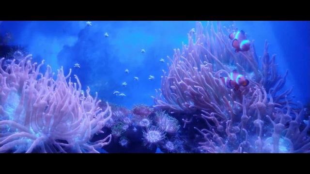 Приморский океанариум(научно-образовательный комплекс). Русский остров, Приморский край. смотреть онлайн