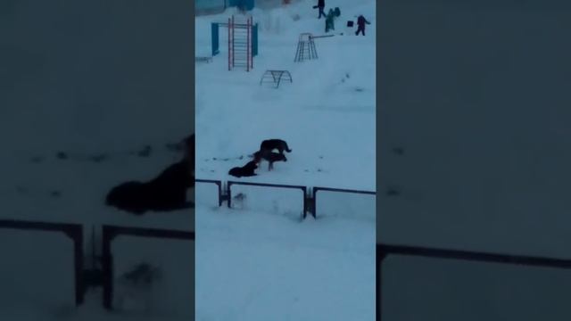 Бродячие собаки задрали кошку у детского сада. Ухтинка.
