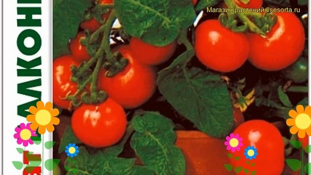 Томат декоративный Балконное чудо Ямайка F1. Обзор solanum lycopersicum Balkonnoe chudo Iamajka F1 смотреть онлайн