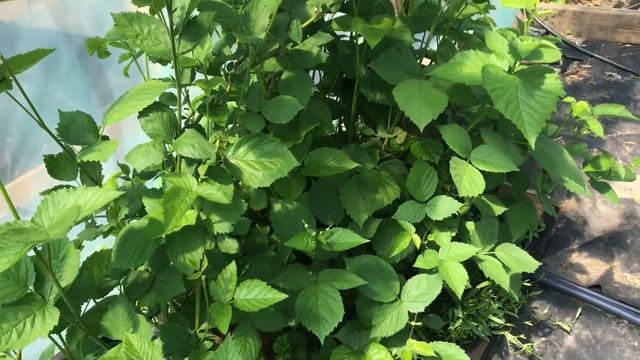 Ежевика Бжезина в теплице - первое цветение 6 мая смотреть онлайн