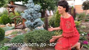 Хвойные в нашем саду. Часть 2 . Что Где сажать?