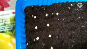 Посадка семян сладкого перца, " Мегатон золотой"