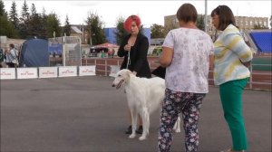 русская псовая борзая видео с выставки собак.mp4