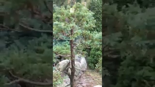 Садовый бонсай смотреть онлайн