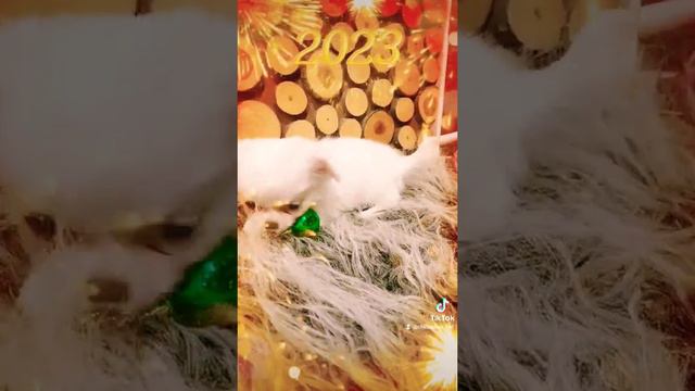 Обзор щенка чихуахуа девочка длинношерстная смотреть онлайн