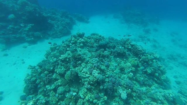 Изучаем, Кораллы Рыб Снорклинг.Красное море. Египет.Шарм-эль-Шейх Corals Snorkelling. Red Sea. Egyp смотреть онлайн