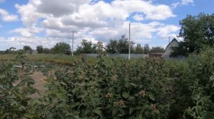 Созревание малины сорт Пингвин 2020. Идеальный для сада!