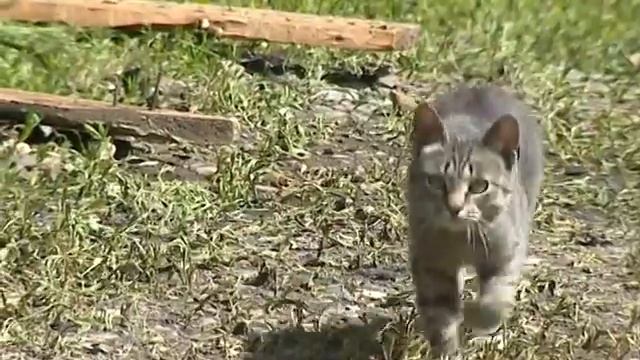 На Маланова полыхал старый заброшенный дом смотреть онлайн