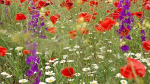 Цветы России