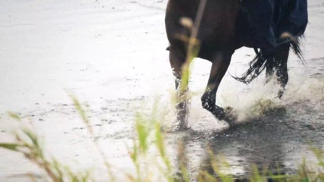 = Конная охота с борзыми и гончими/Russian hunting with borzois and hounds/5.10.19 = смотреть онлайн