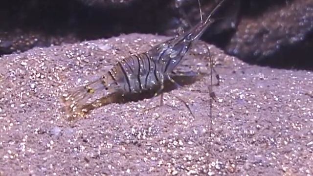 © Фауна Черного моря. Каменная креветка (Palaemon elegans) - 04 // Black Sea fauna. Shrimp смотреть онлайн