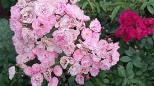 Обзор мускусных роз в 2022г. Балерина и Ко