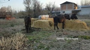 ТАБУННОЕ КОНЕВОДСТВО С ЧЕГО НАЧАТЬ