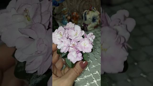 Мини фиалки. СК Афродита.#shorts смотреть онлайн