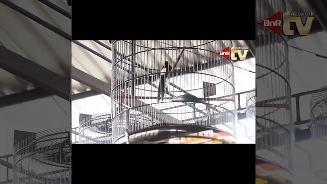 Murai batu "Leonis",salah satu andalan milik Mr. Taufiq Jepara sabet juara 1 di kelas BERETIKA смотреть онлайн