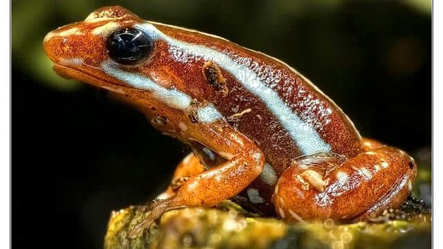 ЖИТЕЛИ ПЛАНЕТЫ смотреть онлайн