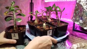 Адениум / 1 год от посева / формирование каудекса и ствола / обрезка