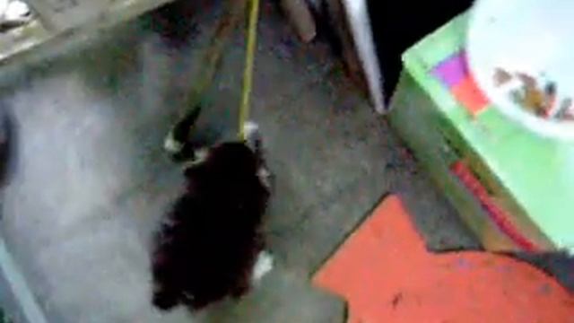 Save Kittens: Spay and Neuter смотреть онлайн