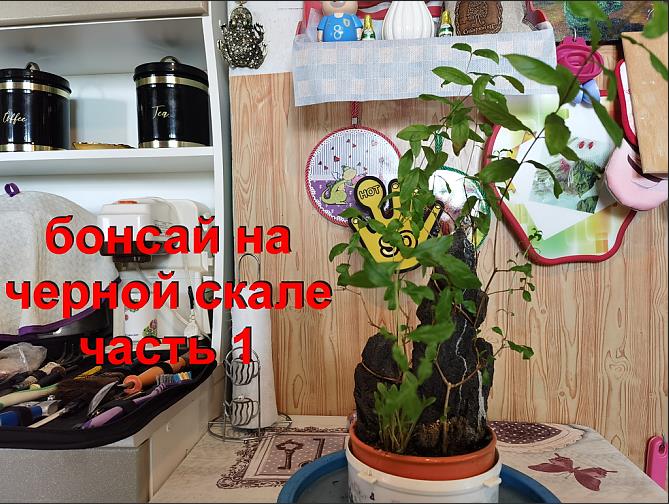 1.Бонсай на черной скале из граната часть 1 ФормировкаPomegranate bonsai on stone.