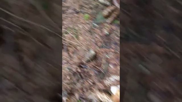 #funghi #porcini #boletus смотреть онлайн