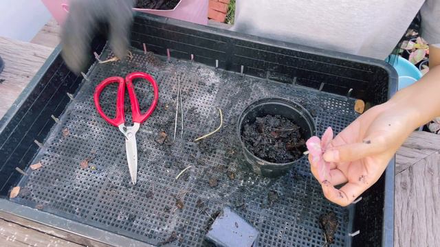 บ่นไป ชำไป ปักชำไหลต้นพรมกำมะหยี่สีชมพู Episcia/Frame Violet