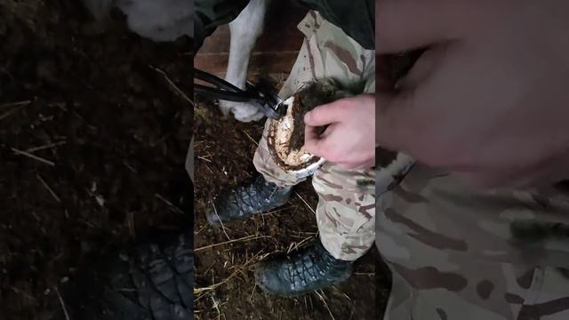 Натуральная расчистка переросших копыт лошади. Устранение спотыкания. смотреть онлайн