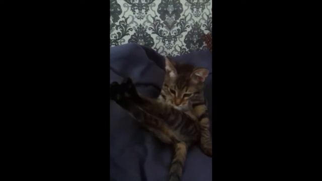 Котик делает баю бай смотреть онлайн