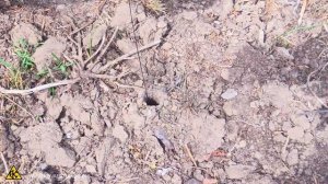 Паук Тарантул, несколько способов ловли