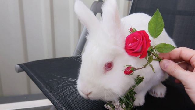 Rose & Bunny смотреть онлайн