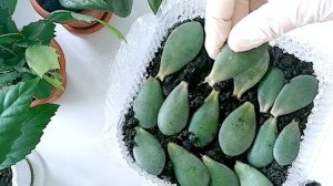 Денежное дерево из листика. Как вырастить карасулу? Толстянка.