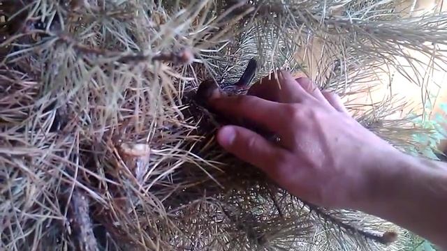 Сибирская чечевица на естественном гнезде в вольере(Carpodacus roseus) смотреть онлайн