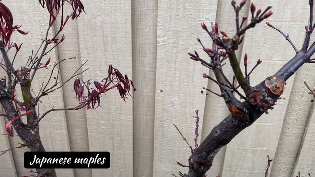Bonsai -  My Garden In Spring / Deciduous And Some Evergreen Spring Foliage - March 2020