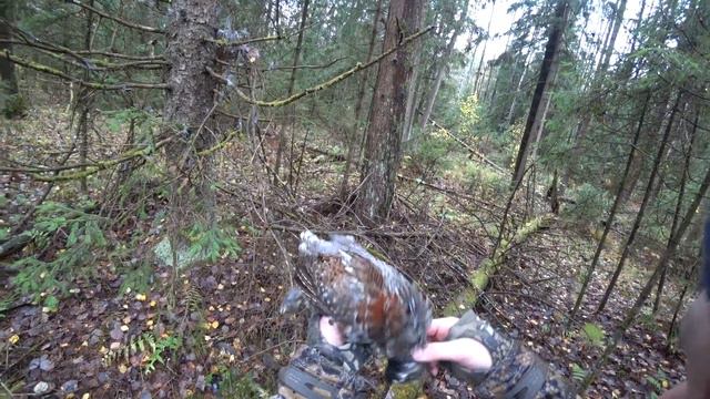 Курьезный случай на охоте! смотреть онлайн